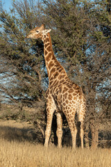 Girafe, Giraffa Camelopardalis, Parc national Kruger, Afrique du Sud
