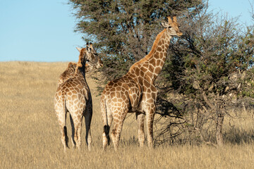 Girafe, Giraffa Camelopardalis, Parc national Kruger, Afrique du Sud
