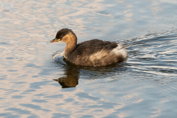 Grèbe castagneux,.Tachybaptus ruficollis, Little Grebe