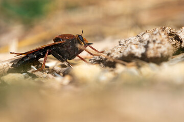 Asilus barbarus perching on the ground