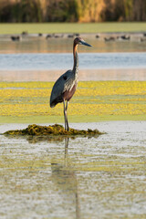 Héron goliath,.Ardea goliath, Goliath Heron