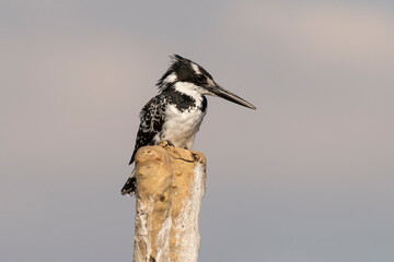 Martin pêcheur pie,.Ceryle rudis, Pied Kingfisher
