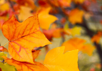 Colorful autumn leaves