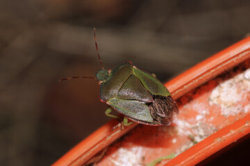 Halyomorpha Halys insect macro photo