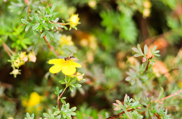 Insect on the yellow flower