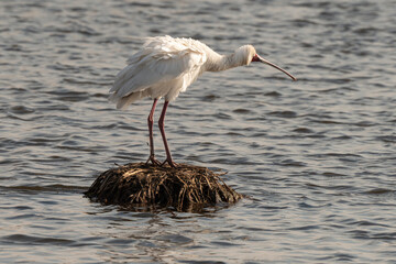 Spatule d'Afrique,.Platalea alba, African Spoonbill
