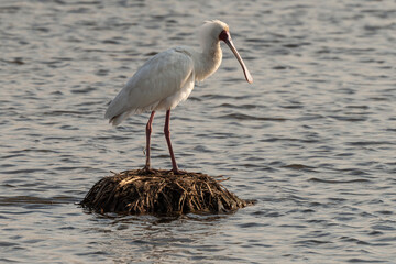 Spatule d'Afrique,.Platalea alba, African Spoonbill