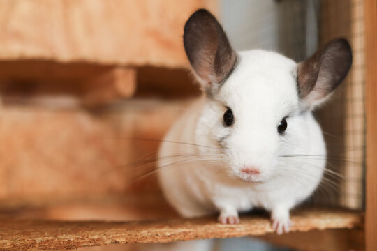 Chinchillas Bilder Durchsuchen 1,482 Archivfotos, und
