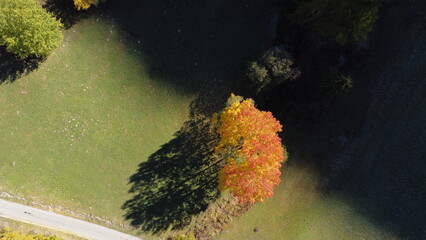 albero autunno 