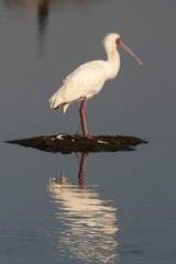 Spatule d'Afrique,.Platalea alba, African Spoonbill