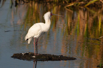 Spatule d'Afrique,.Platalea alba, African Spoonbill