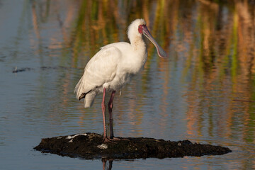 Spatule d'Afrique,.Platalea alba, African Spoonbill