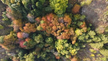 colori autunno alberi drone  - obrazy, fototapety, plakaty