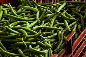 Agriculture Food Photography of Fresh Raw Green Beans Placed Inside a Rustic Produce Harvest Baskets