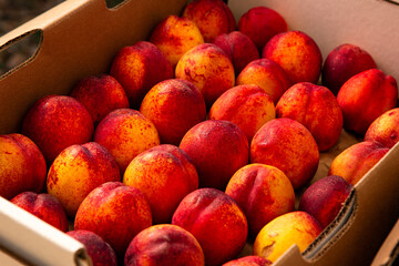 Agriculture Food Photography of Fresh Raw Yellow Peach Fruit Placed Inside a Rustic Produce Harvest Baskets