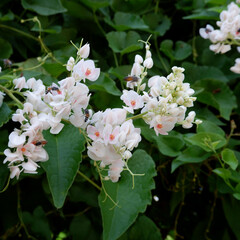 White flowers. Mexican creeper. Coral vine.