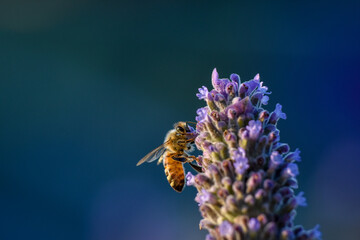 Close up photo of a bee on a lavender