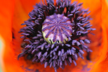 Klatschmohn (Papaver rhoeas), Blumenwiese, Baden-Württemberg, Deutschland, Europa