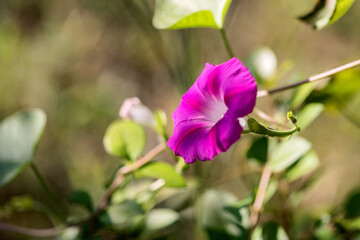Fototapeta premium A purple morning glory in the garden