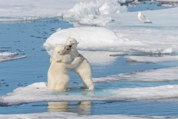Fotobehang Two young wild polar bear cubs playing on pack ice in Arctic sea, north of Svalbard © Alexey Seafarer