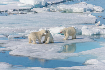 Wild polar bear (Ursus maritimus) mother and two young cubs on the pack ice, north of Svalbard...