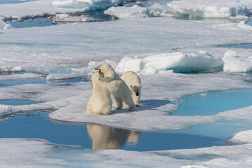 Naklejka premium Wild polar bear (Ursus maritimus) mother and two young cubs on the pack ice, north of Svalbard Arctic Norway