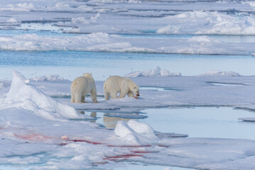 Two wild polar bears going on the pack ice north of Spitsbergen Island, Svalbard