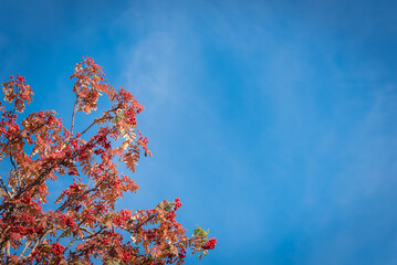 Red leaves and fruits of Rowan tree or mountain ash under sunny cloud blue sky fall season in Anchorage, Alaska