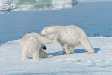 Two young wild polar bear cubs playing on pack ice in Arctic sea, north of Svalbard