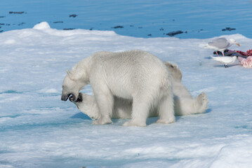 Two young wild polar bear cubs playing on pack ice in Arctic sea, north of Svalbard © Alexey Seafarer
