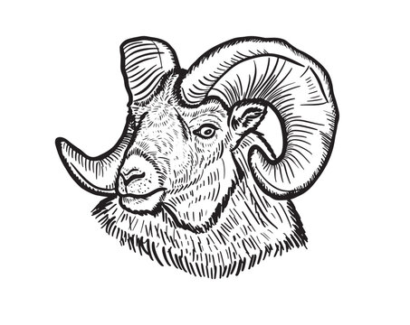Hand drawn sketch portrait of ram sheep. Vector illustration.Farming livestock.