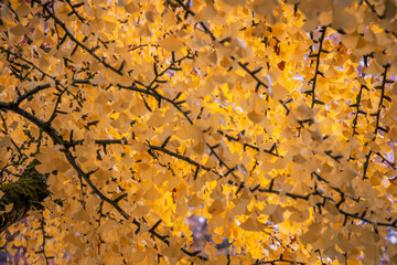 Branch and leaves of a Ginkgo biloba yellow tree in Autumn
