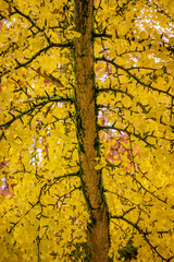 Ginkgo biloba yellow tree in Autumn