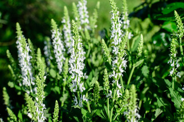 Large evergreen shrub with flowers of Salvia White Rain (Whorled Sage) perenial plant and vivid green leaves in a garden in a sunny summer day.