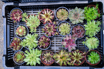 Mixed little green and red succulent plants with fresh leaves in small garden pots displayed for sale at a market n a sunny summer day ..