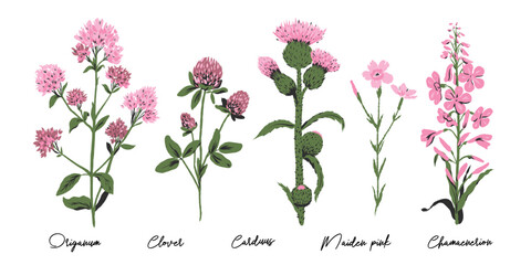 Pink wild flowers: oregano, clover, carduus, maiden pink, chamaenerion. Meadow herbs.