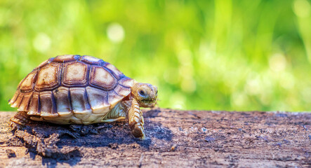 Close up of Sulcata tortoise or African spurred tortoise classified as a large tortoise in nature, Beautiful baby African spur tortoises on large log