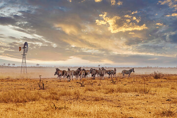 Herd of Zebras at a waterhole with a windmill