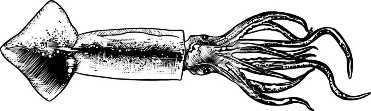 PNG engraved style illustration for posters, decoration and print. Hand drawn sketch of squid in monochrome isolated on white background. Detailed vintage woodcut style drawing.	
