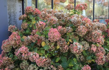 Pink Decaying Hydrangeas at the Zuidas Botanical Garden in Amsterdam, Netherlands