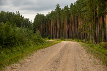 Gravel and sand road in the pine forest. Diminishing perspective of the path in the woods. Walking or driving through the trees on the forest road with green grass on the sides