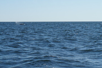 Naklejka premium Killer Whale Watching