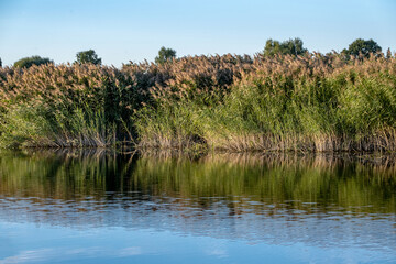 coast of the river bank overgrown with reeds and trees