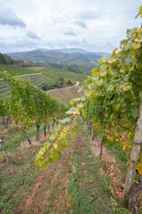 Obraz premium Weinberge im Herbst im Schwarzwald