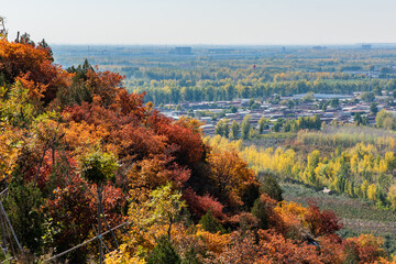 Fototapeta premium Red leaves all over the mountains -- autumn color concept
