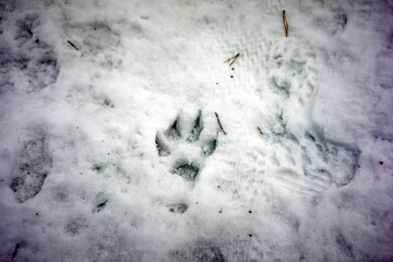 the paw print of a large dog in the snow