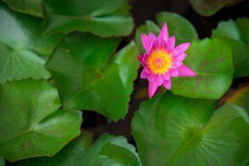 Beautiful pink waterlily, lotus flower on top view