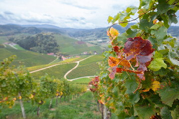 Weinberge im Herbst im Schwarzwald