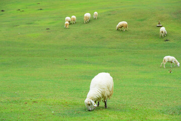 Sheep on a farm, sheep on the beautiful green meadow