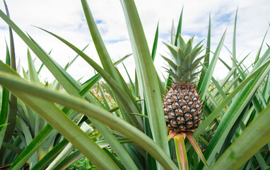 Fototapeta premium Pineapple plant field, Pineapple tropical fruit growing in garden